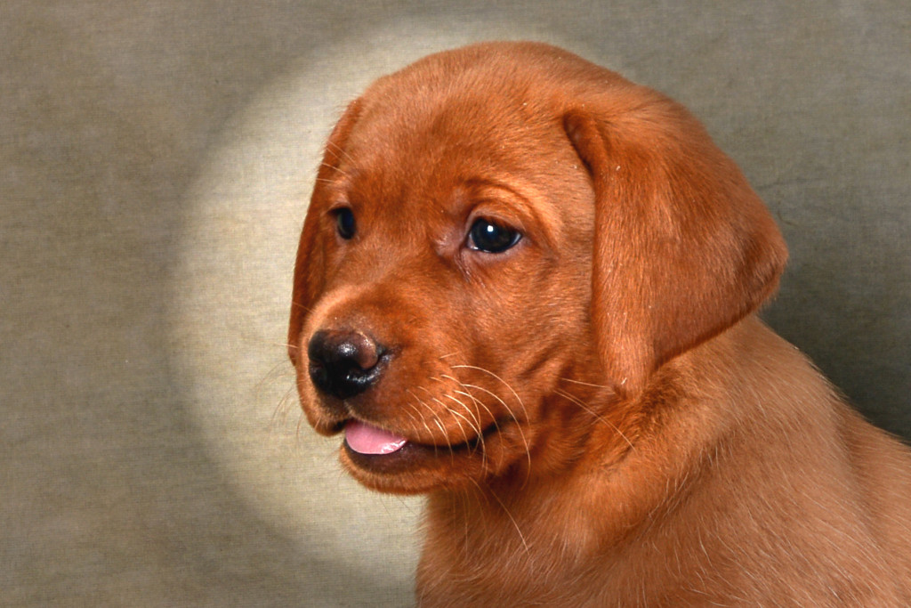 AKC Certified Purebred Fox Red Labrador Puppies