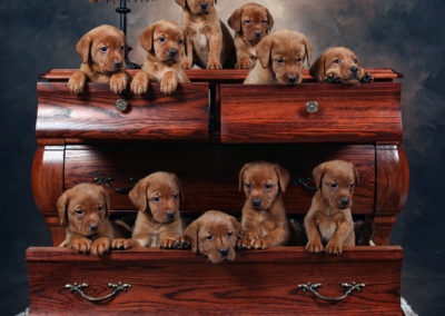 Puppies in Dresser