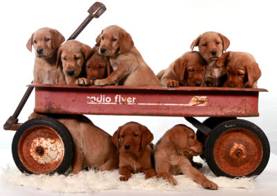 Hotties pups in wagon