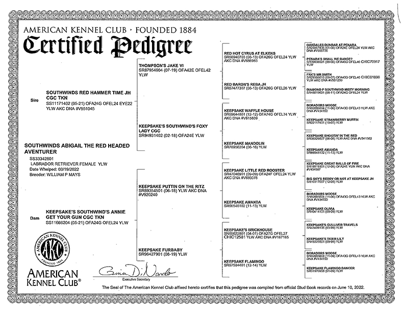 Abigail Pedigree