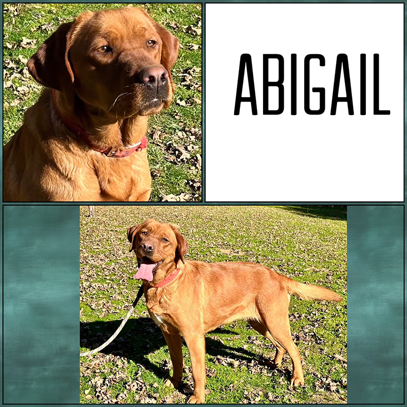 Abigail cover sheet 