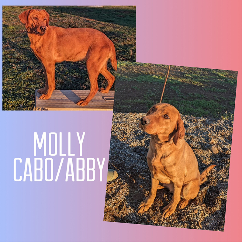 Molly cover sheet