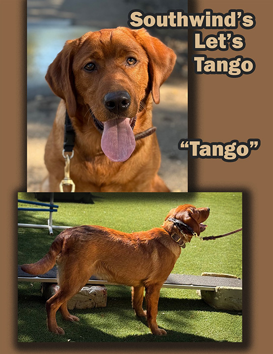 Southwind's Let's Tango