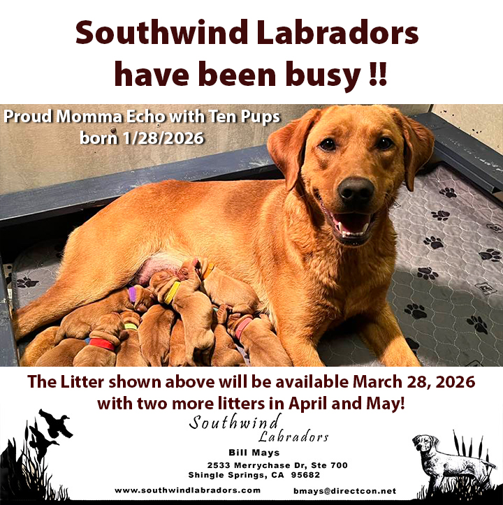 New Puppies available soon in 2026