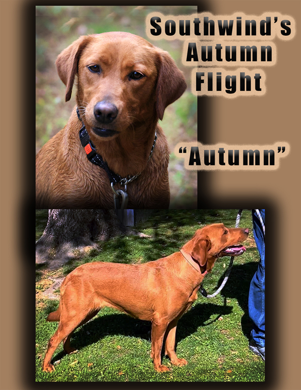 Autumn Flight - "Autumn"