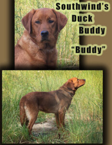 Buddy civer