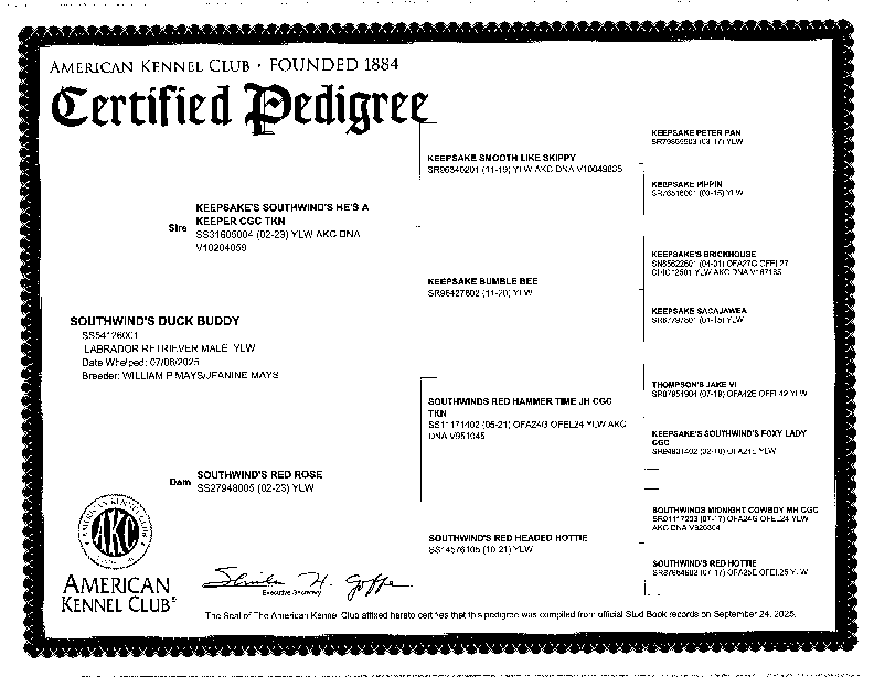 Buddy pedigree