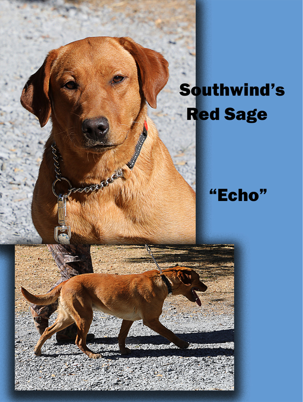 Southwind's Red Sage 'Echo"