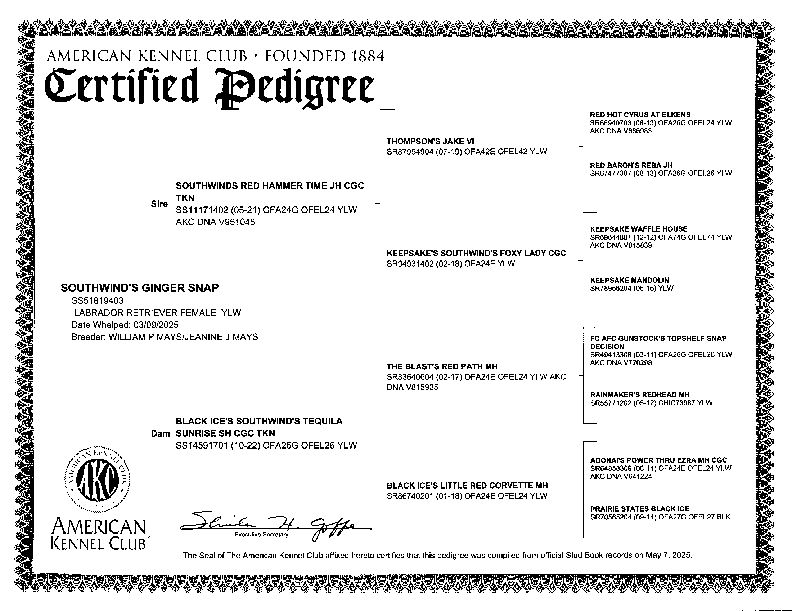 Ginger Pedigree