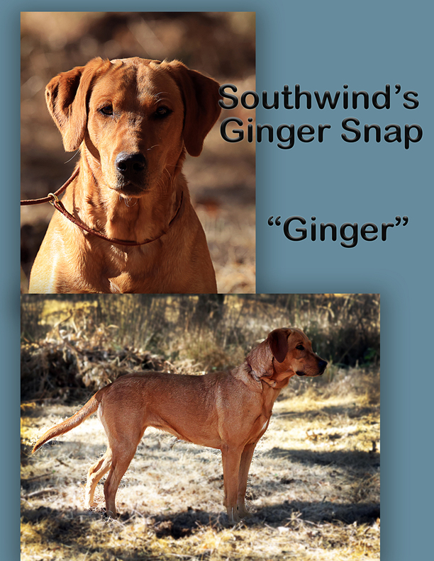 Ginger Snap - "Ginger"