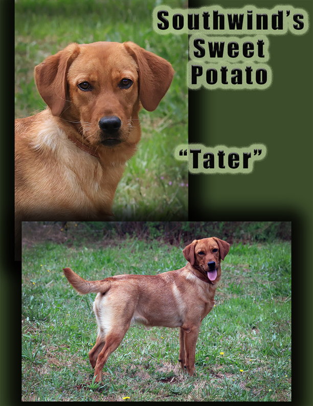 Sweet Potato "Tater"